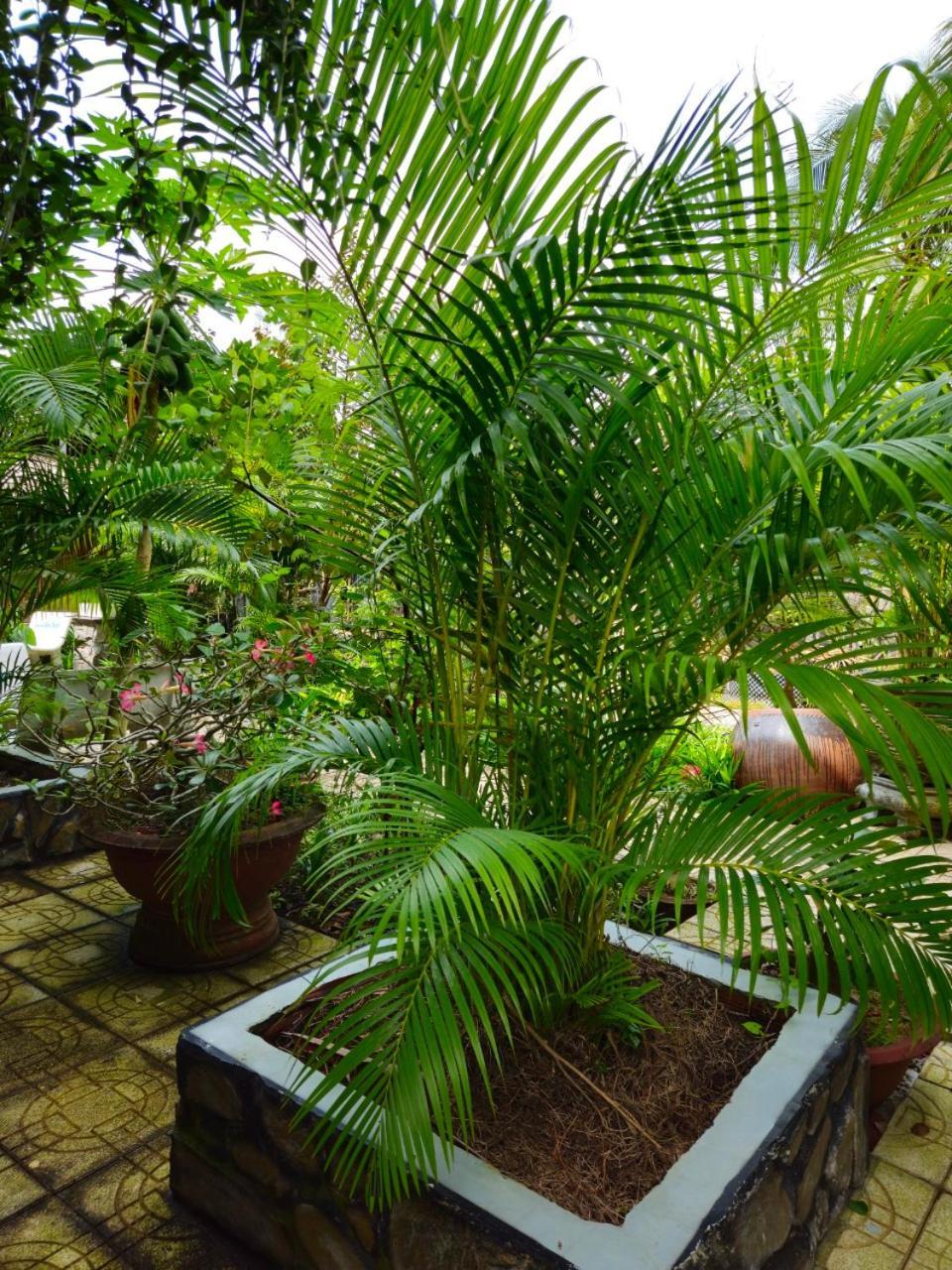 Homestay Bao Binh Ben Tre Exterior photo